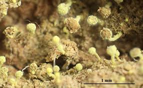 Attēlu rezultāti vaicājumam “Chaenotheca brachypoda”