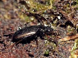 Attēlu rezultāti vaicājumam “Loricera pilicornis”