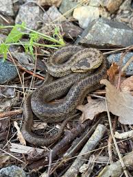 Attēlu rezultāti vaicājumam “Coronella austriaca adult”