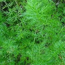 Image result for Carum carvi