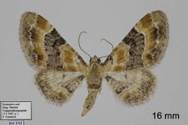 Attēlu rezultāti vaicājumam “Eupithecia linariata”