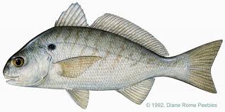 Image result for Menticirrhus littoralis