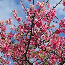 Image result for 緋寒桜