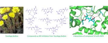 Attēlu rezultāti vaicājumam “Tussilago farfara”