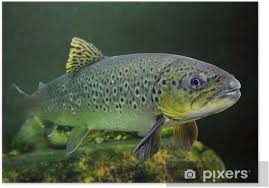 Attēlu rezultāti vaicājumam “Salmo trutta”