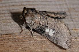 Attēlu rezultāti vaicājumam “Tethea or”