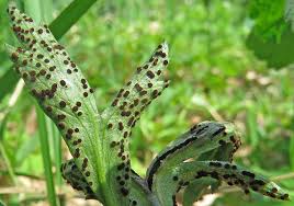 Attēlu rezultāti vaicājumam “Octospora splachnophila spores”