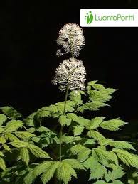 Attēlu rezultāti vaicājumam “Actaea spicata leaf”