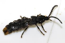 Attēlu rezultāti vaicājumam “Phosphaenus hemipterus”