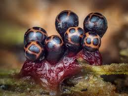 Attēlu rezultāti vaicājumam “Willkommlangea reticulata young”