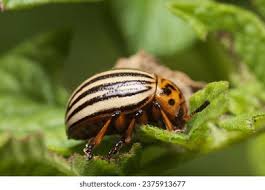 Attēlu rezultāti vaicājumam “Pyrochroidae imago”