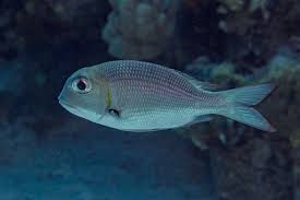 Image result for Monotaxis grandoculis