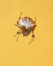 Attēlu rezultāti vaicājumam “Araneus diadematus female”