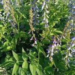 Attēlu rezultāti vaicājumam “Galega orientalis fruit”