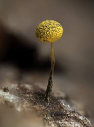 Attēlu rezultāti vaicājumam “Physarum viride macro”