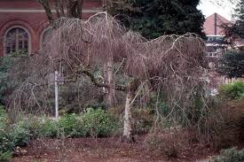 Attēlu rezultāti vaicājumam “Betula pendula Youngii”