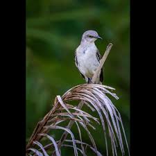 Image result for Mimus polyglottos