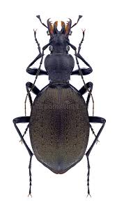 Attēlu rezultāti vaicājumam “Cychrus caraboides”