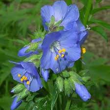 Attēlu rezultāti vaicājumam “Polemonium caeruleum flower”