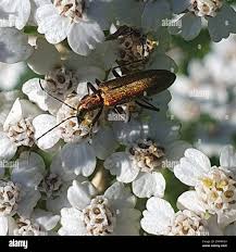 Attēlu rezultāti vaicājumam “Chrysanthia viridissima”
