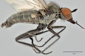 Attēlu rezultāti vaicājumam “Empididae”