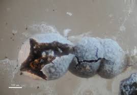 Attēlu rezultāti vaicājumam “Physarum diderma sessile”