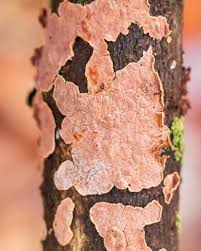 Attēlu rezultāti vaicājumam “Corticium roseum”