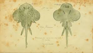 Image result for Leucoraja ocellata