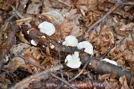 Attēlu rezultāti vaicājumam “Antrodiella semisupina”