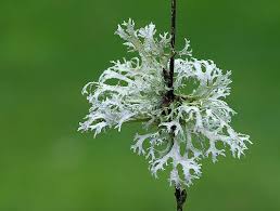 Attēlu rezultāti vaicājumam “Evernia prunastri”