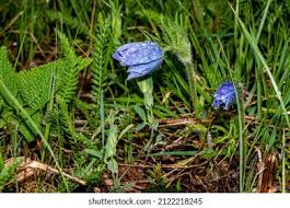 Attēlu rezultāti vaicājumam “Pulsatilla pratensis bud”