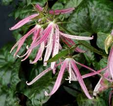 Attēlu rezultāti vaicājumam “Campanulaceae”