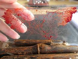 Attēlu rezultāti vaicājumam “Comatricha sp.”