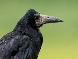 Attēlu rezultāti vaicājumam “Corvus frugilegus”