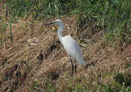 Image result for Egretta garzetta