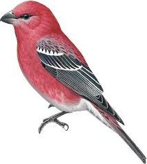 Attēlu rezultāti vaicājumam “Pinicola enucleator adult”