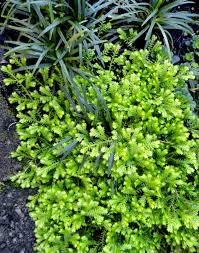 Attēlu rezultāti vaicājumam “Saelania glaucescens sporophyte”