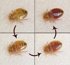 Image result for bed bugs