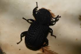 Attēlu rezultāti vaicājumam “Bolitophagus reticulatus imago”