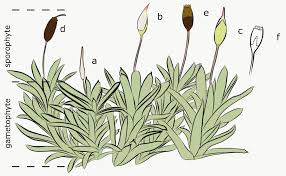 Attēlu rezultāti vaicājumam “Saelania glaucescens sporophyte”