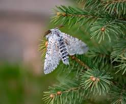 Attēlu rezultāti vaicājumam “Cerura vinula”