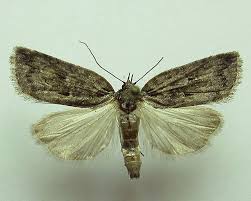 Attēlu rezultāti vaicājumam “Nycteola degenerana”