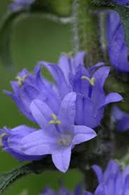 Attēlu rezultāti vaicājumam “Campanula cervicaria”