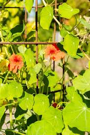 Attēlu rezultāti vaicājumam “Tropaeolum majus leaf”