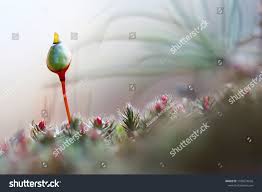 Attēlu rezultāti vaicājumam “Buxbaumia”