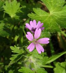 Attēlu rezultāti vaicājumam “Geranium molle”