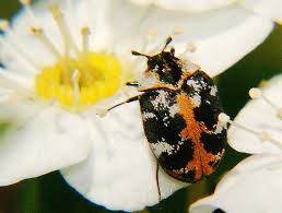 Attēlu rezultāti vaicājumam “Anthrenus scrophulariae”
