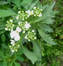 Image result for Iberis amara