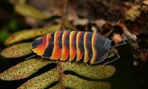 Attēlu rezultāti vaicājumam “Conardia compacta macro”