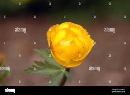 Attēlu rezultāti vaicājumam “Trollius europaeus bud”